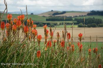 Local scenery