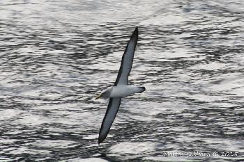 Buller Albatross