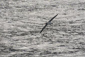 Bullers Albatross