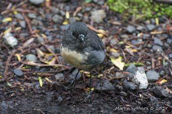 Stewart Island Robin