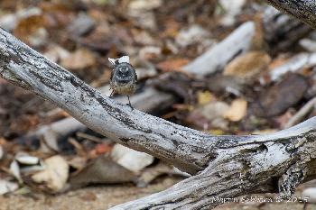 Fantail