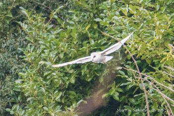Barn Owl - again very low light and so high ISO