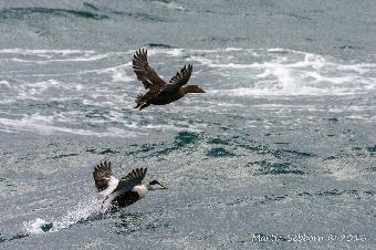 Eider Ducks