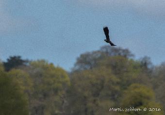 Lapwing in flight - it was chasing off rooks