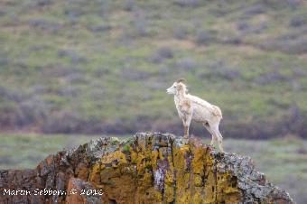 Dall Sheep