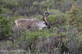 Caribou - serious antlers!