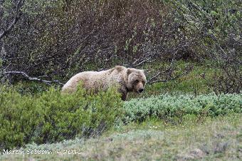 Grizzly Bear!