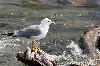 Mew Gull