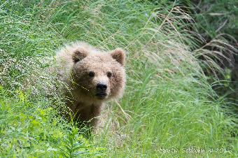 Yearling cub