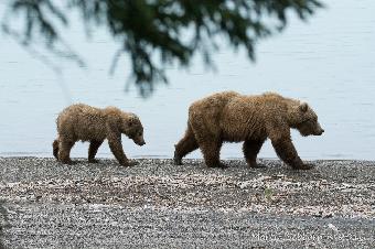 Mother and cub on the move