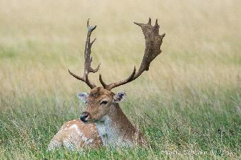 Deer in the grounds of Belton House