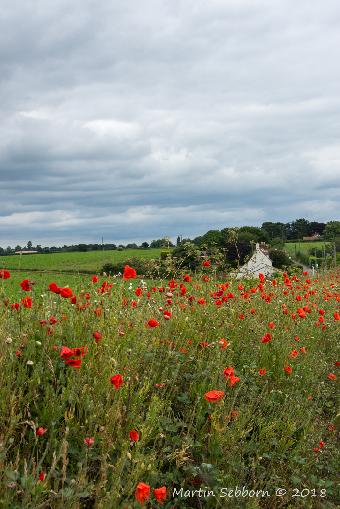 Amazing poppies at the side of the road