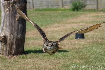 Asia Eagle Owl