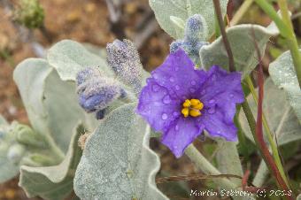Wild flowers