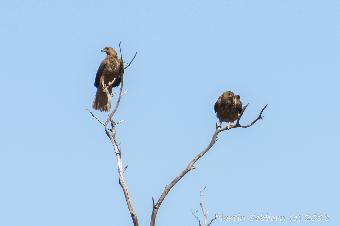 Eagles in a tree, waiting to get back to a kangaroo carcass