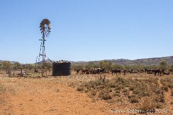 Classic outback shot - windmill for effect only, all now pumped by diesel!