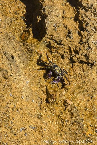 Some sort of crab!