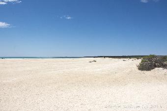 Shell Beach