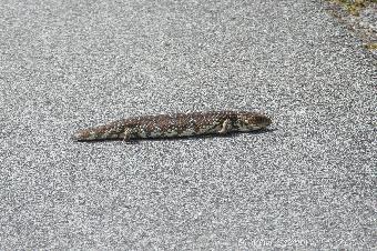 A Skink