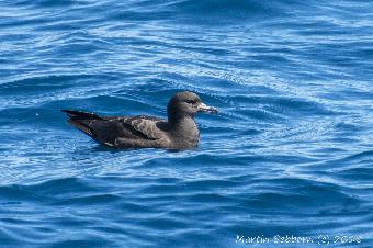 Shearwater