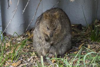Sleepy Quokka