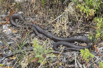 Snake - unknown - but kept our distance