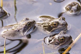 Frogs everywhere....