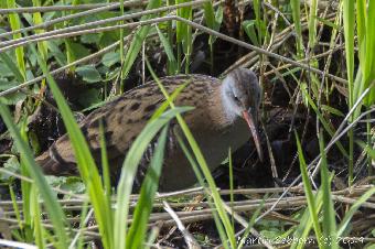 Water Rail - a very shy bird