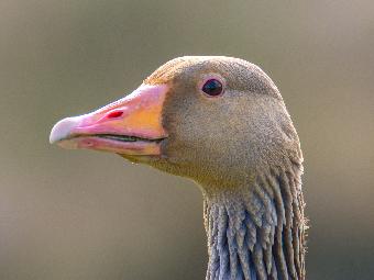 Greylag Goose