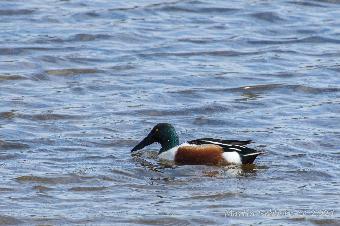Shoveler