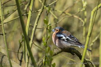 Chaffinch