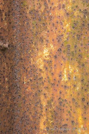 Rust!